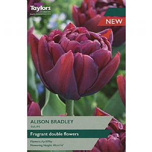 Tulip 'Alison Bradley' (7 Bulbs)
