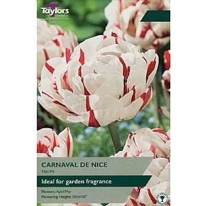 Tulip 'Carnaval de Nice' (6 Bulbs)