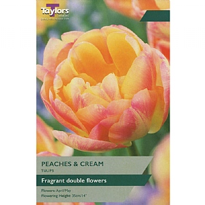 Tulip 'Peaches & Cream' (8 Bulbs)