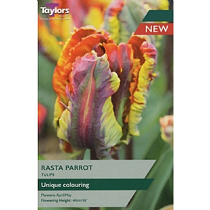 Tulip 'Rasta Parrot' (5 Bulbs)