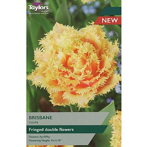 Tulip 'Brisbane' (6 Bulbs)