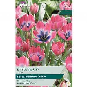 Tulip 'Little Beauty' (15 Bulbs)