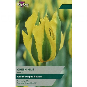 Tulip 'Green Mile' (7 Bulbs)