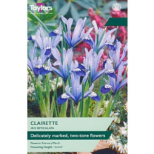 Iris reticulata 'Clairette' (10 Bulbs)