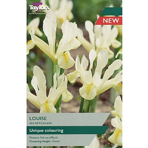 Iris reticulata 'Louise' (7 Bulbs)