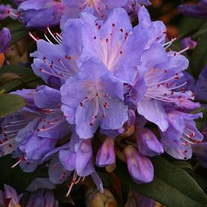 Dwarf Rhododendron Blue Tit  - 3L Pot