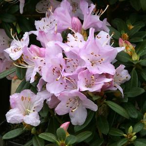 Dwarf Rhododendron Snipe Pink - 3L Pot