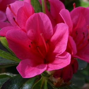 Evergreen Azalea Benny Gery - 3L Pot