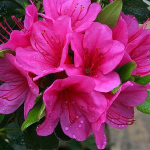 Azalea Corany - 3 Ltr Pot