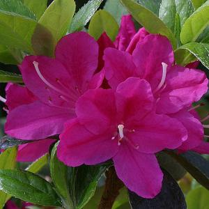 Azalea Kermesina - 3 Ltr Pot