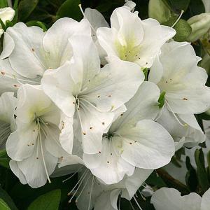 Azalea Rose Greeley - 3 Ltr Pot