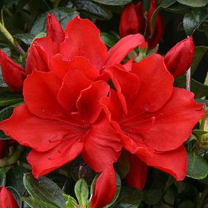 Azalea Santa Maria - 3 Ltr Pot