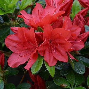 Azalea Torchlight - 3 Ltr Pot