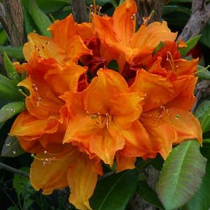 Deciduous Azalea Glowing Embers - 5L Pot