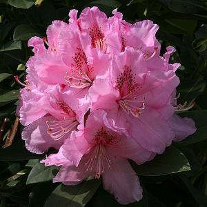 Rhododendron Albert Schweitzer - 7.5 Ltr Pot