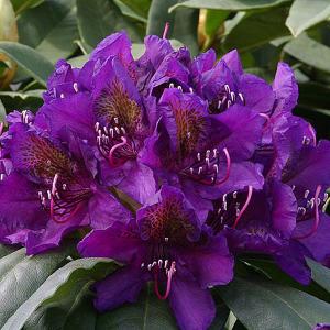 Rhododendron Marcel Menard - 7.5 Ltr Pot