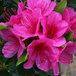 Azalea Corany - 8 Ltr Pot