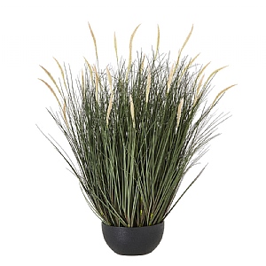 Large Fountain Grass In Plant Pot