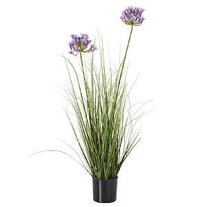 Purple Agapanthus In Plant Pot