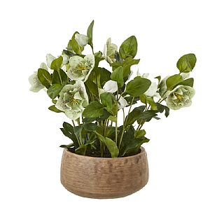 Green Hellebore Plant In Taupe Pot