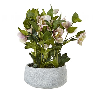 Pink Hellebore In Grey Pot