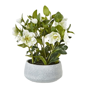 White Hellebore Plant In Grey Pot