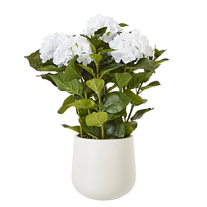 Medium White Hydrangea With Plant Pot