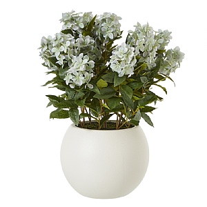 Large Green Hydrangea In Plant Pot