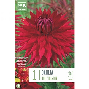 Dahlia Decorative 'Holly Huston' (1 Tuber)