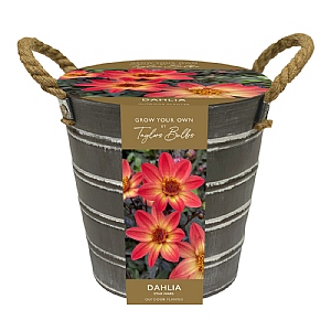 Outdoor Metal Bucket Grow Your Own Dahlias - Star Wars