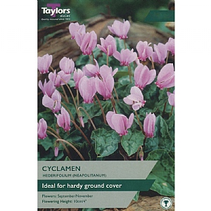Cyclamen hederifolium (2 Bulbs)