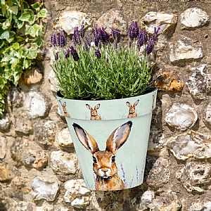Zest Wall Pot Hare