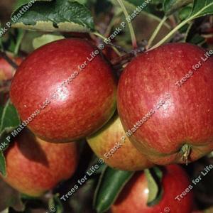 Apple (Malus) Red Falstaff - 12L Bush