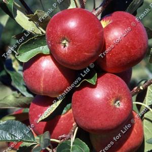 Apple (Malus) Scrumptious - 12L Bush