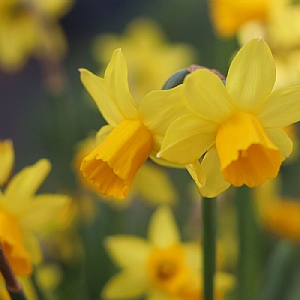Narcissus 'Tête-à-tête' (70 bulbs)