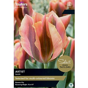 Tulip 'Artist' (7 Bulbs)