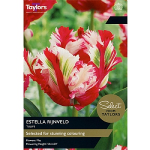 Tulip 'Estella Rijnveld' (6 Bulbs)