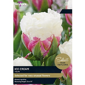 Tulip 'Ice Cream' (5 Bulbs)