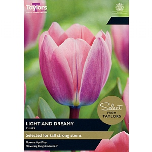 Tulip 'Light And Dreamy' (8 Bulbs)