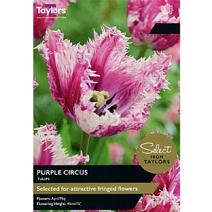 Tulip 'Purple Circus' (7 Bulbs)
