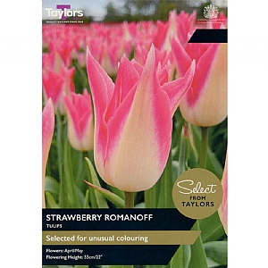 Tulip 'Strawberry Romanoff' (7 Bulbs)