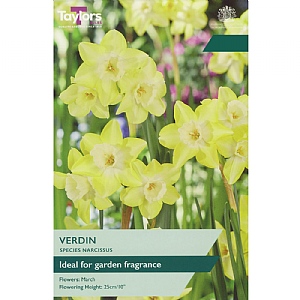 Narcissus 'Verdin' (10 Bulbs)