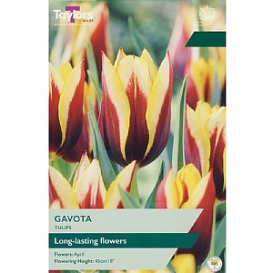 Tulip 'Gavota' (6 Bulbs)