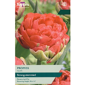 Tulip 'Promiss' (5 Bulbs)