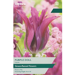 Tulip 'Purple Doll' (7 Bulbs)
