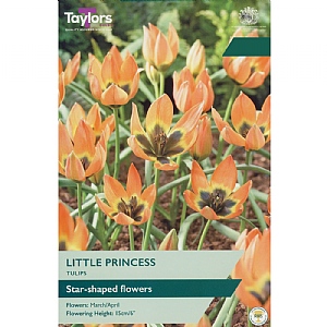 Tulip 'Little Princess' (12 Bulbs)