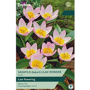 Tulip bakeri 'Lilac Wonder' (12 Bulbs)