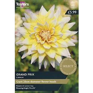 Dahlia 'Grand Prix' (2 Tubers)