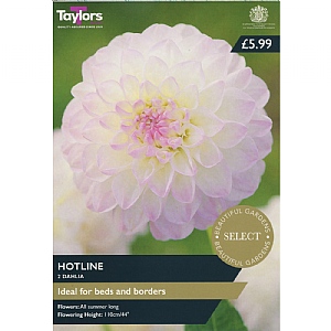 Dahlia 'Hotline' (2 Tubers)