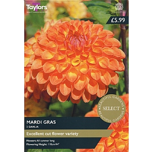 Dahlia 'Mardi Gras' (2 Tubers)